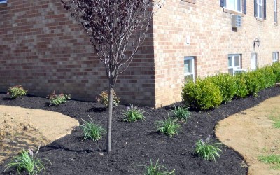 landscaping-plants-south-jersey