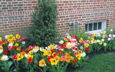 south_jersey_landscaping_example